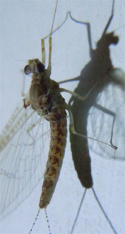 Effimera da identificare