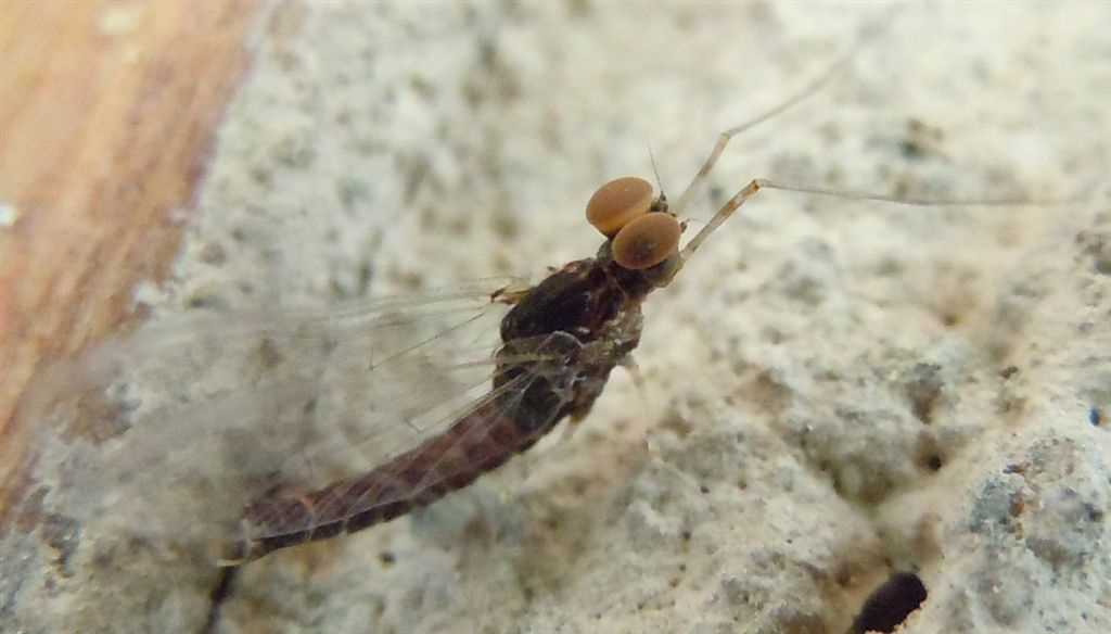 Strana Ephemeroptera