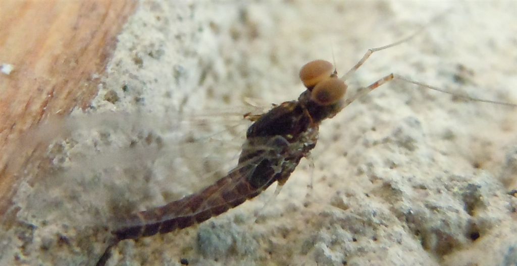 Strana Ephemeroptera