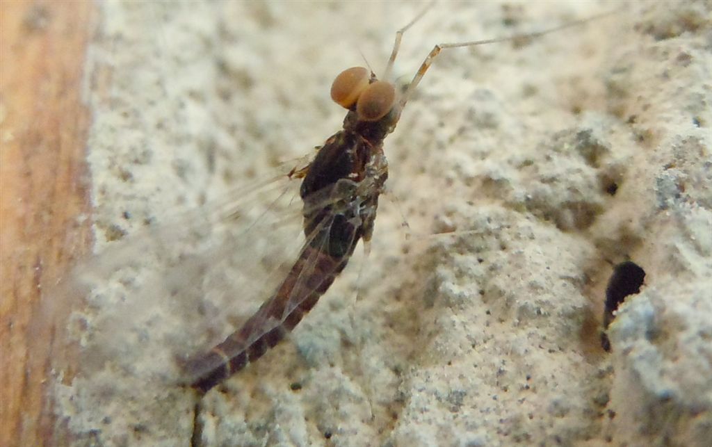Strana Ephemeroptera
