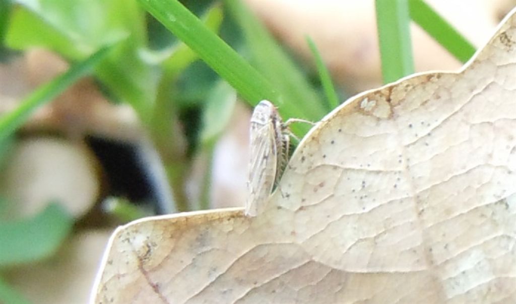 Cicadellidae Deltocephalinae