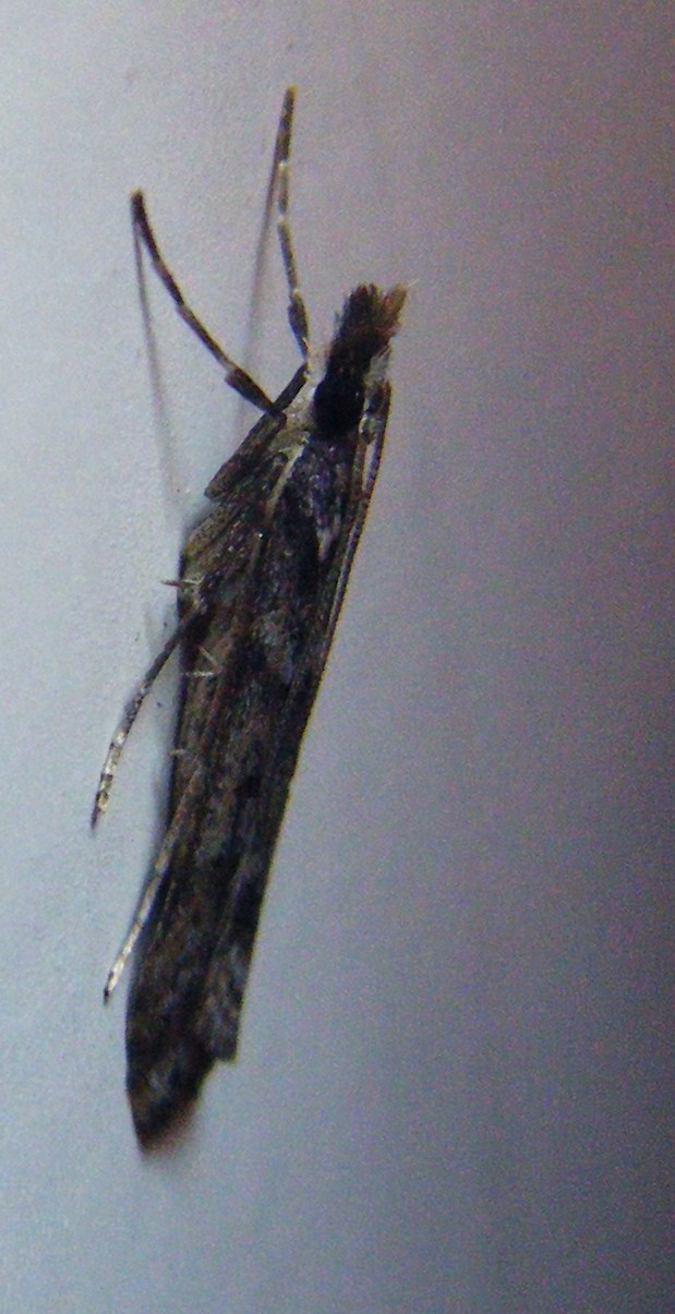 Notturna da identificare