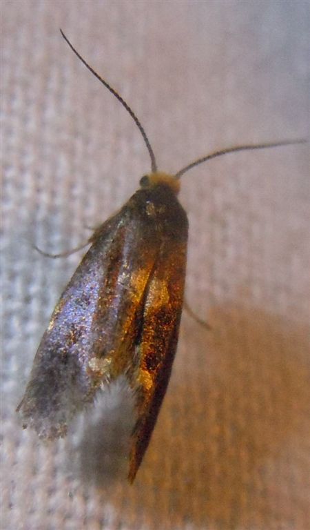 Incurvaria sp. (Incurvariidae)