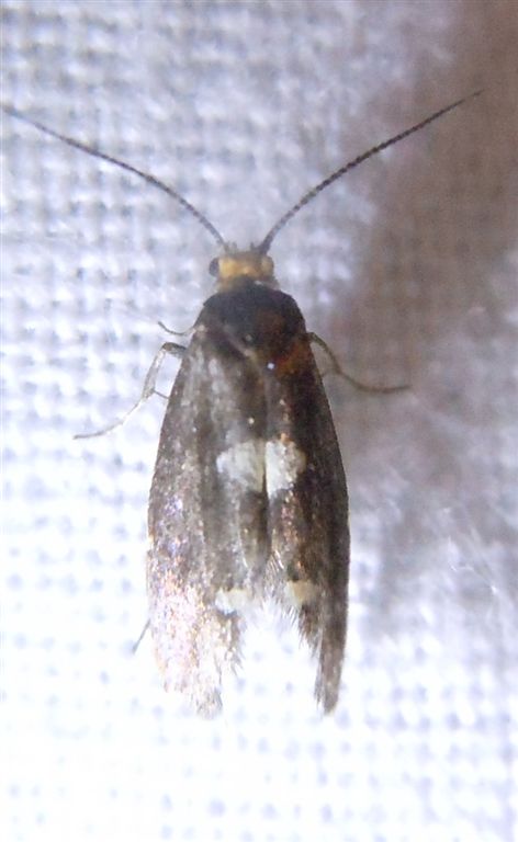 Incurvaria sp. (Incurvariidae)