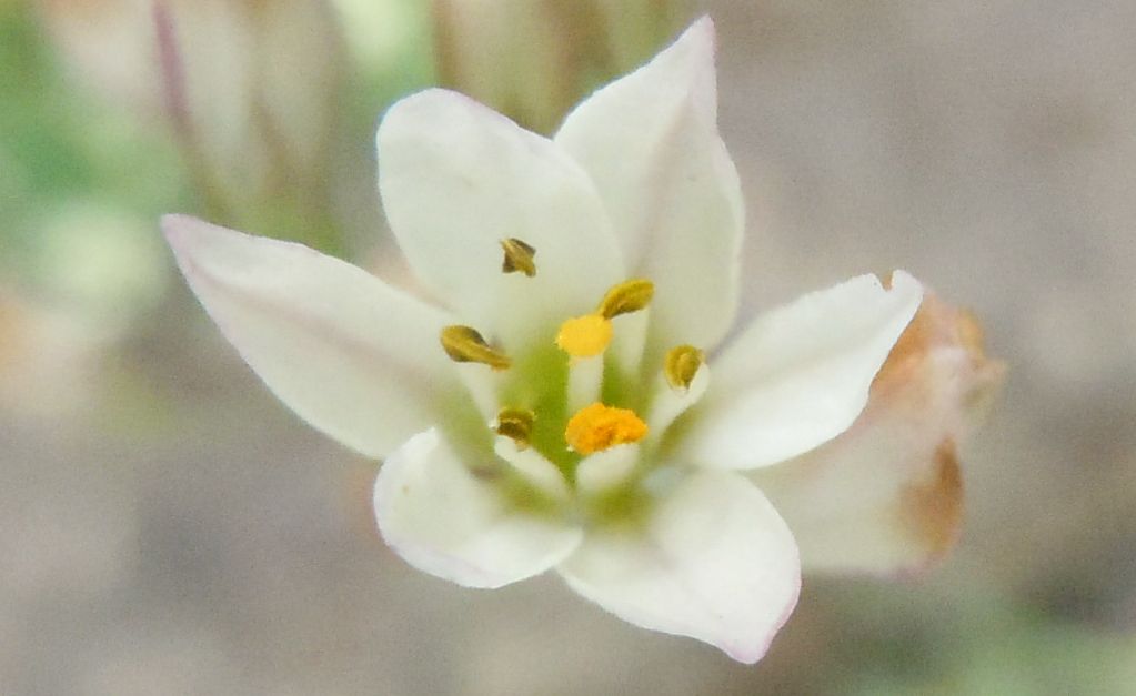 Nothoscordum gracile / Aglio fragrante