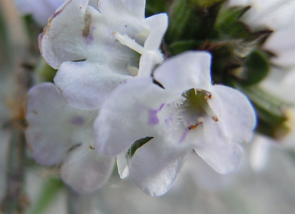 Calamintha nepeta