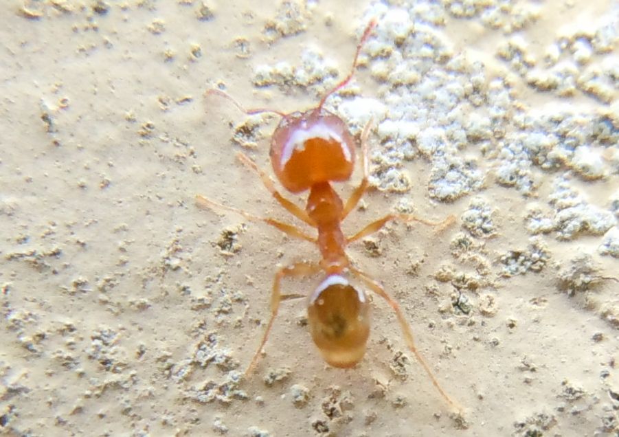 Formiche con addome chiaro: Pheidole cfr pallidula
