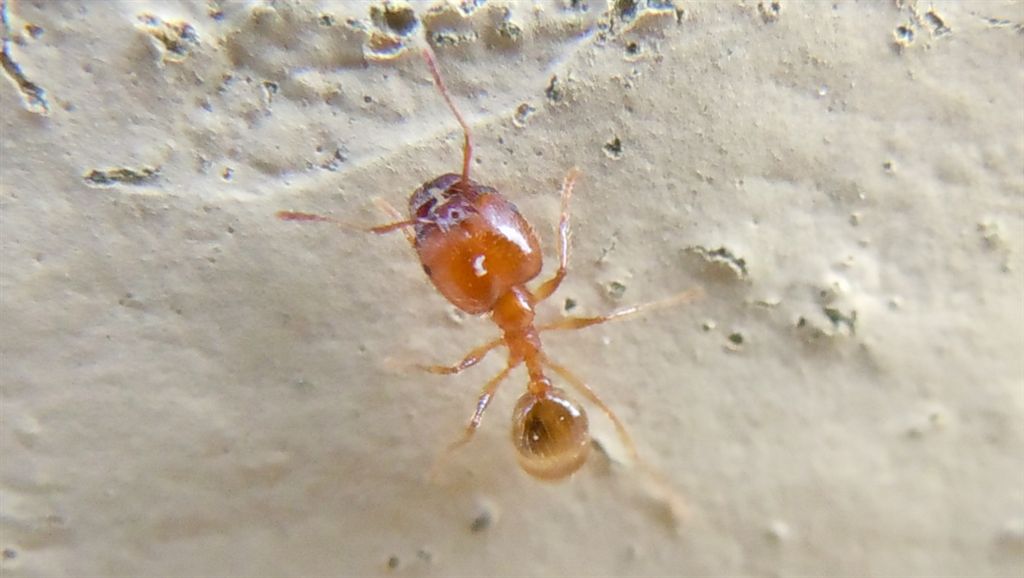 Formiche con addome chiaro: Pheidole cfr pallidula