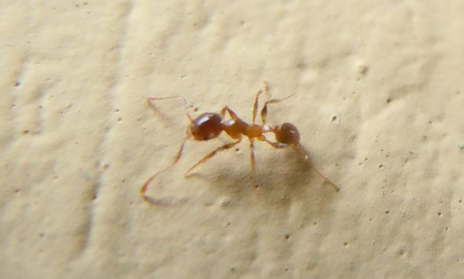 Formiche con addome chiaro: Pheidole cfr pallidula