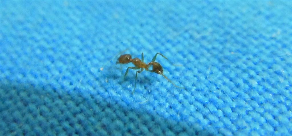 Formichina: operaia minore di Pheidole sp.