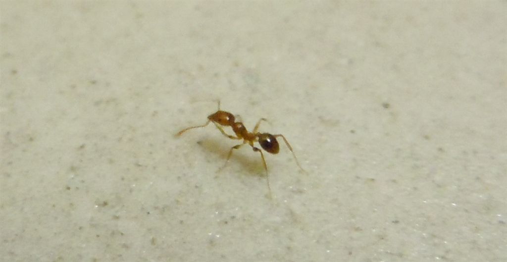 Formichina: operaia minore di Pheidole sp.