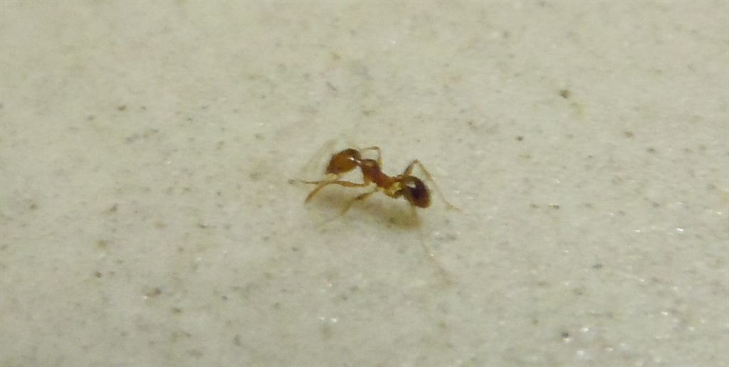 Formichina: operaia minore di Pheidole sp.