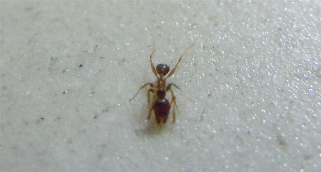 Formichina: operaia minore di Pheidole sp.