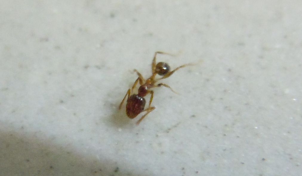 Formichina: operaia minore di Pheidole sp.