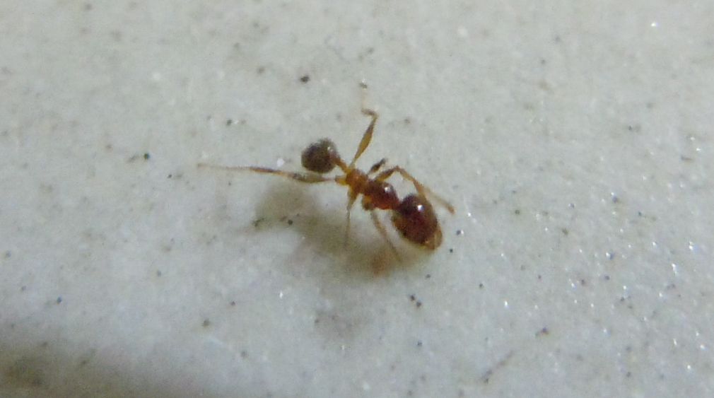 Formichina: operaia minore di Pheidole sp.