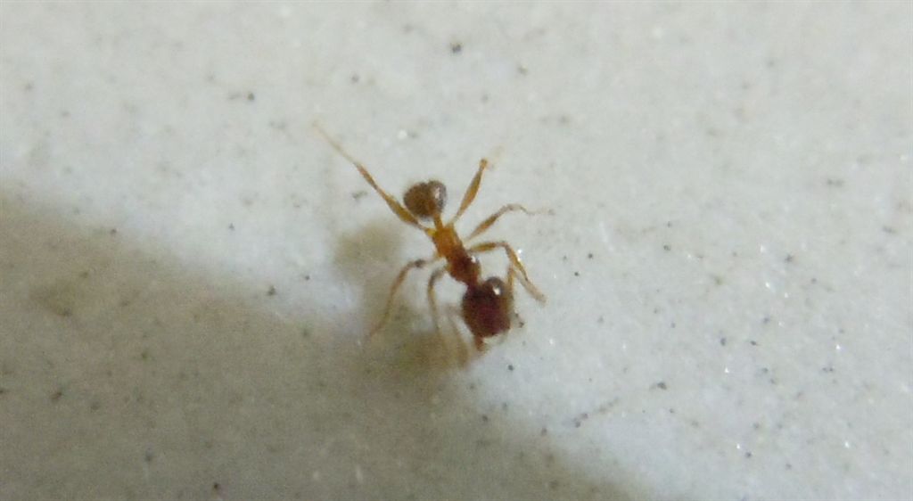 Formichina: operaia minore di Pheidole sp.