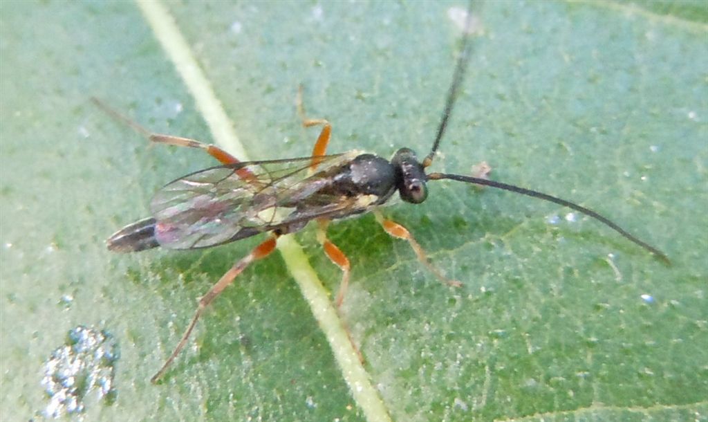 Maschio di Ichneumonidae