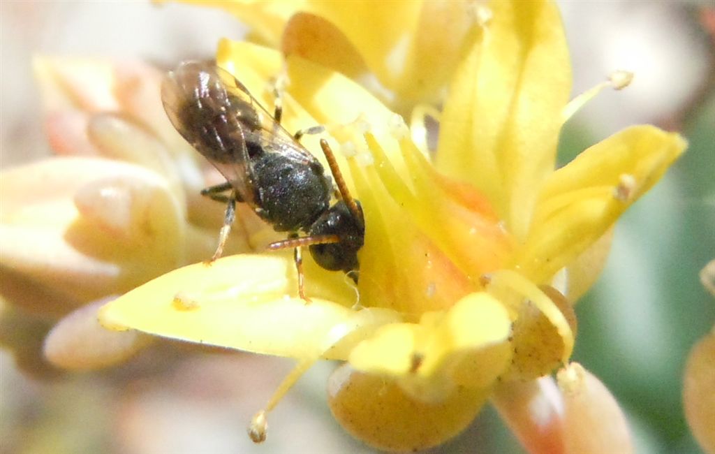 Apidae Halictinae: cfr. Lasioglossum sp.
