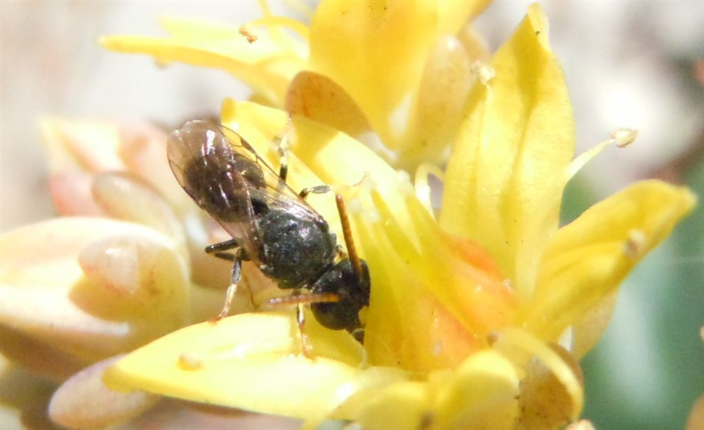 Apidae Halictinae: cfr. Lasioglossum sp.