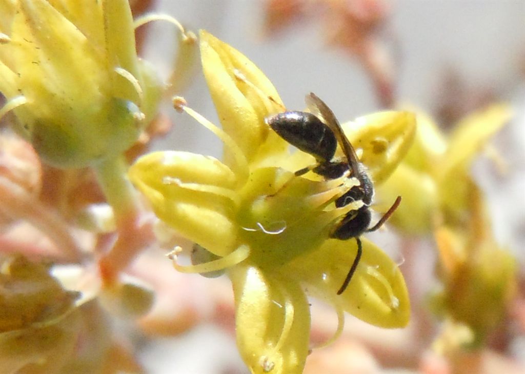 Apidae Halictinae: cfr. Lasioglossum sp.