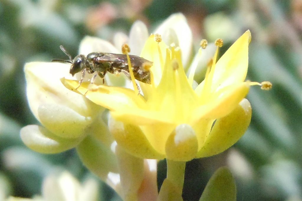 Apidae Halictinae: cfr. Lasioglossum sp.