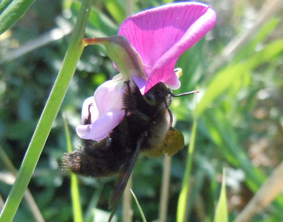 maschio di Xylocopa violacea