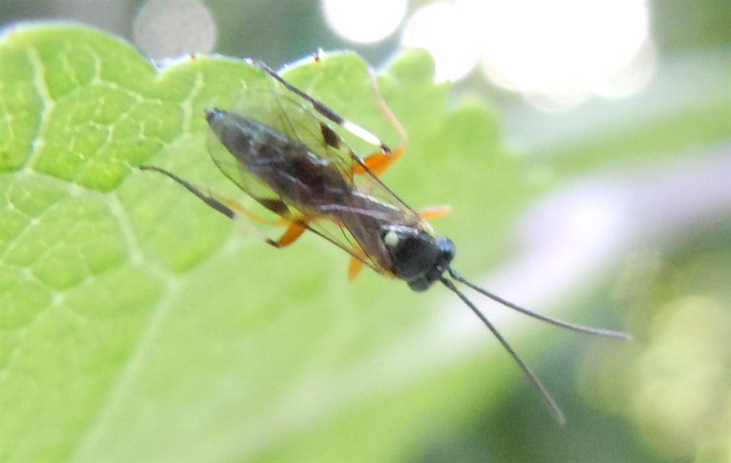 Ichneumonidae Diplazontinae