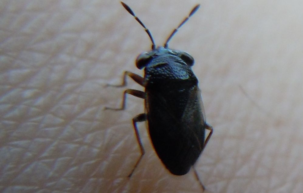 Geocoris megacephalus?