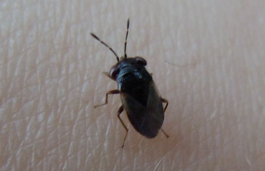 Geocoris megacephalus?