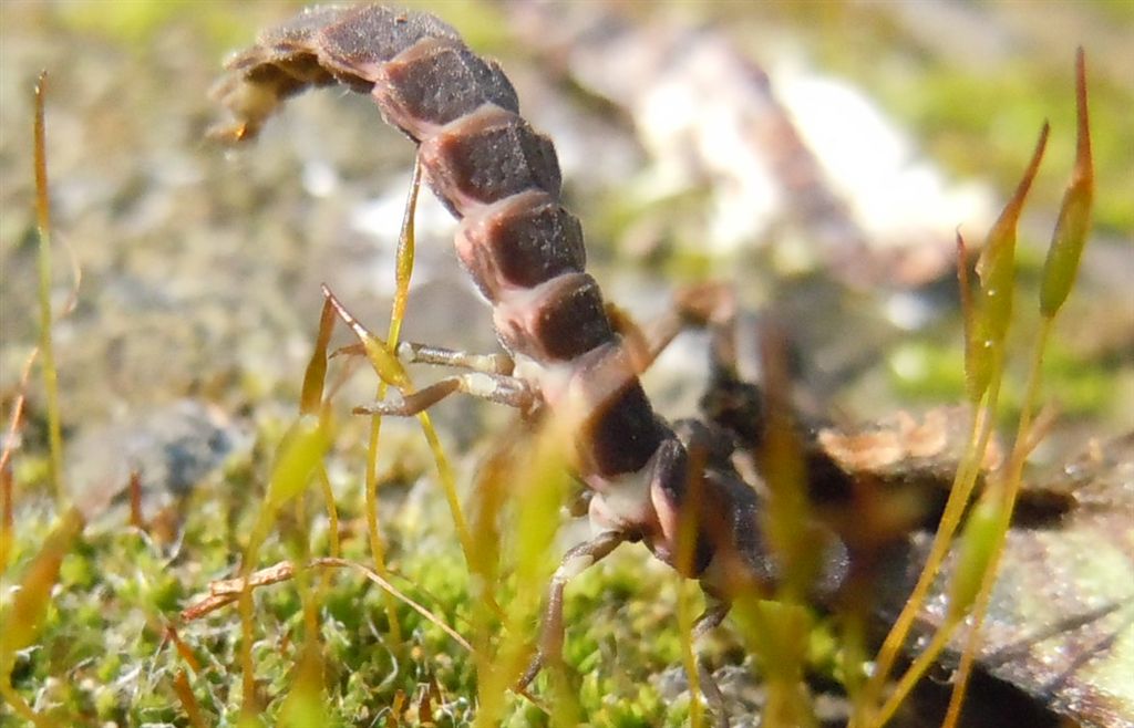 Larva di Lampyris noctiluca