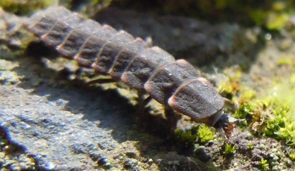 Larva di Lampyris noctiluca