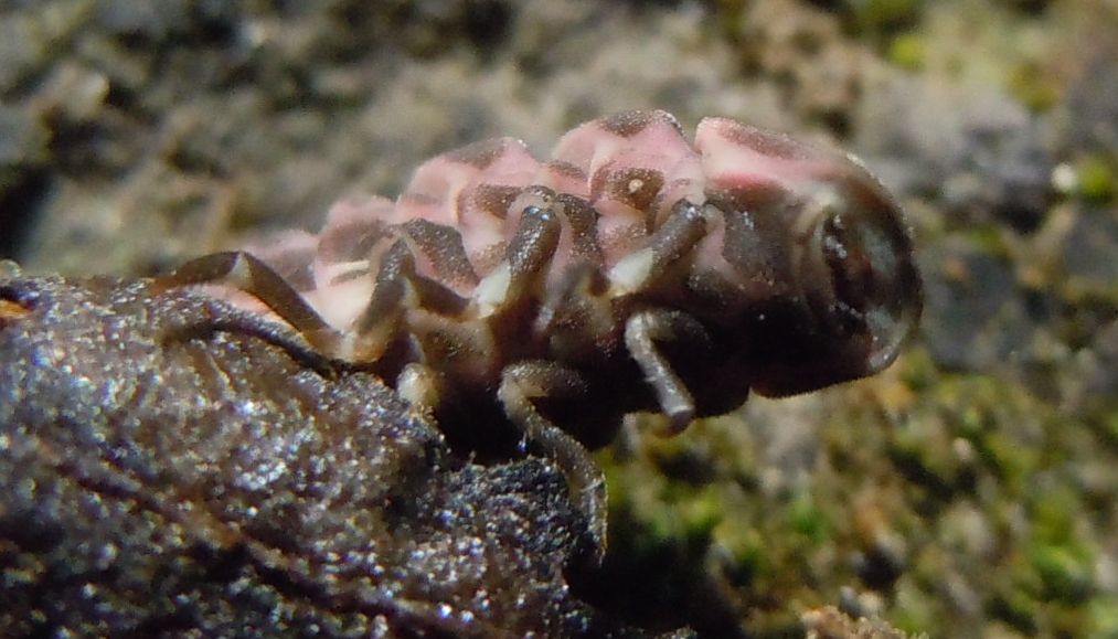 Larva di Lampyris noctiluca