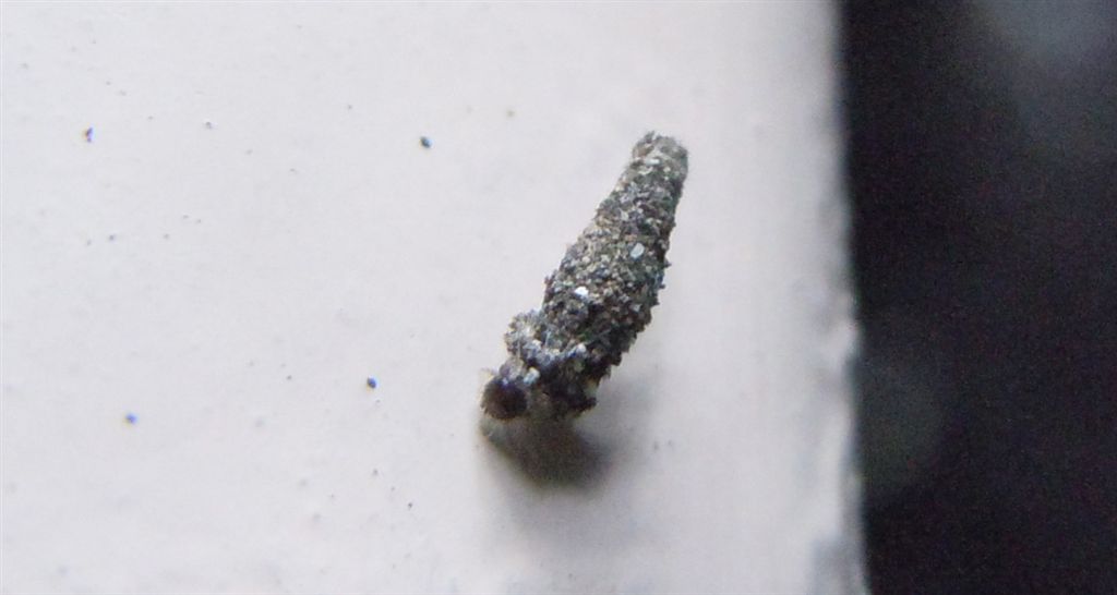 Larva (di lepidottero Psychidae?)
