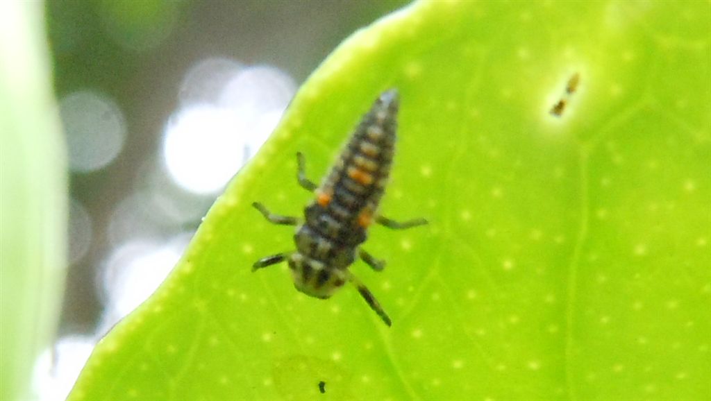 Larva di Adalia bipunctata?