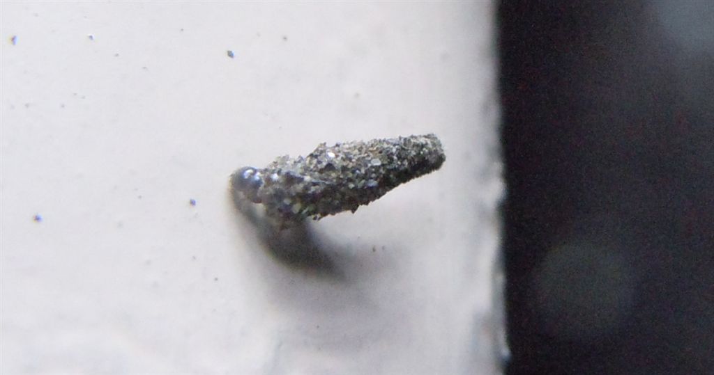 Larva (di lepidottero Psychidae?)