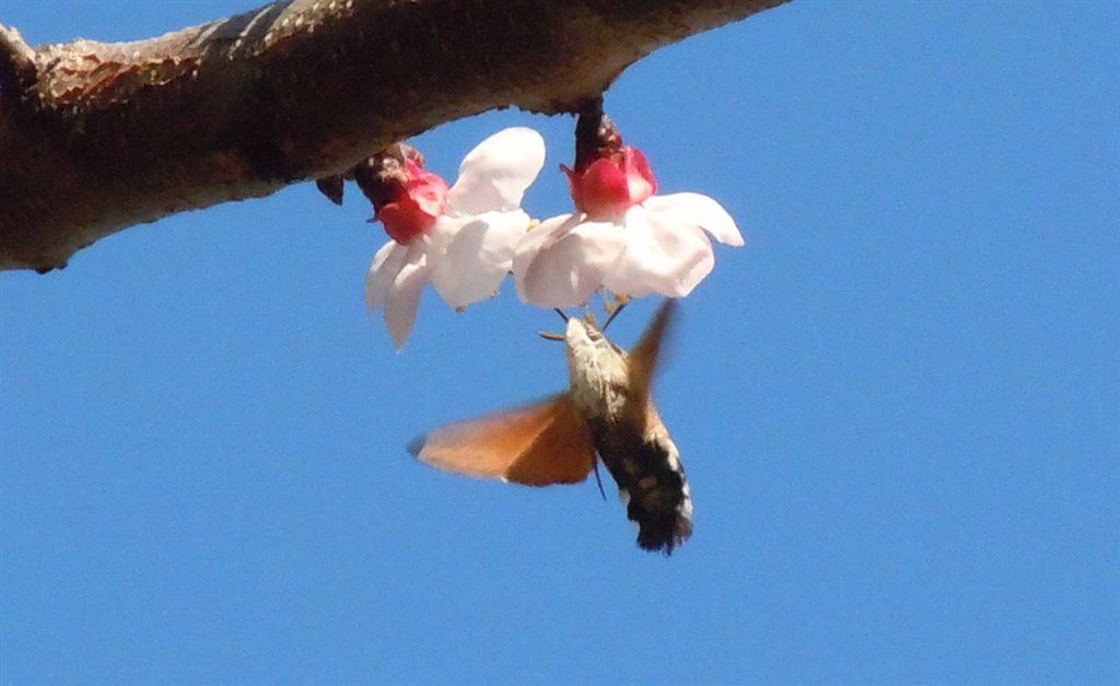 Macroglossum stellatarum