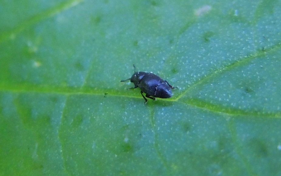 Meligethes? No. Brachypterus glaber (cf.) (Kateretidae)