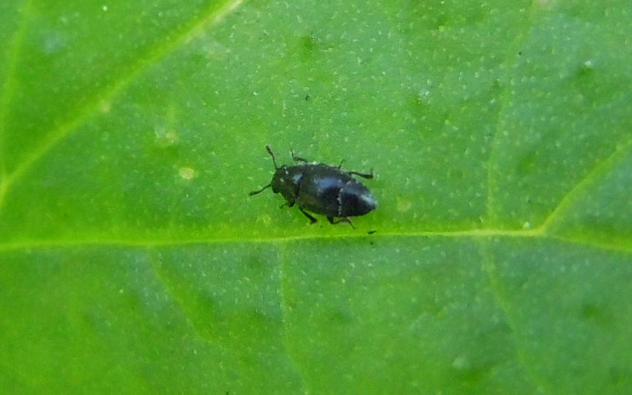 Meligethes? No. Brachypterus glaber (cf.) (Kateretidae)