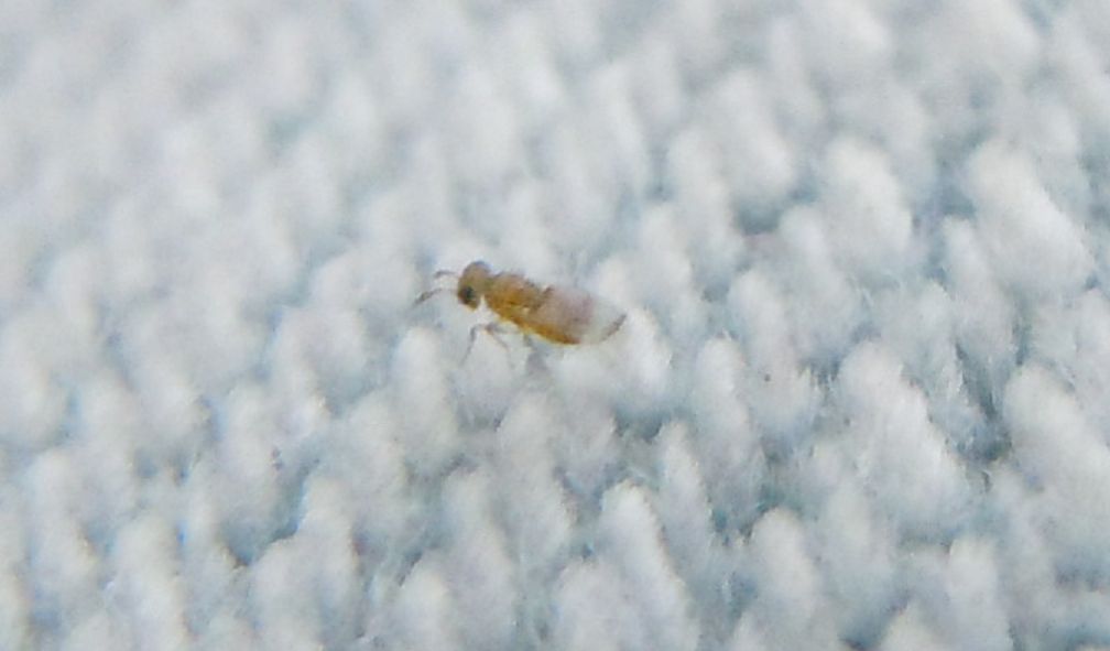 Micro alato...Aphelinidae?