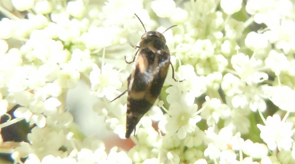 Mordellidi