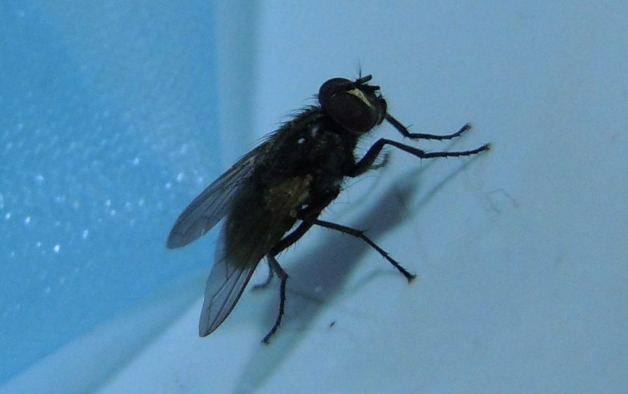 Musca domestica