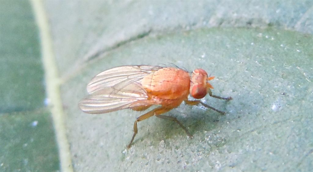 Mosca rossa