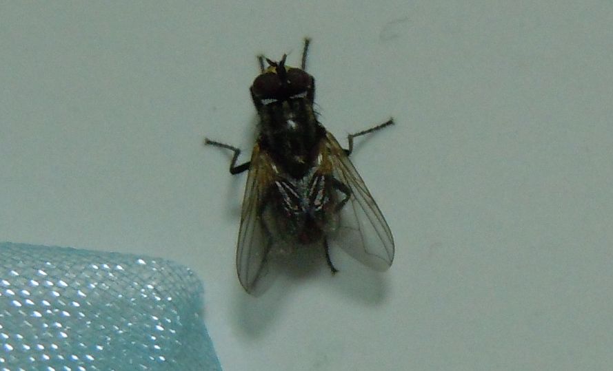 Musca domestica