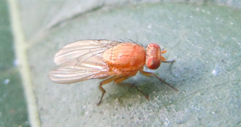 Mosca rossa