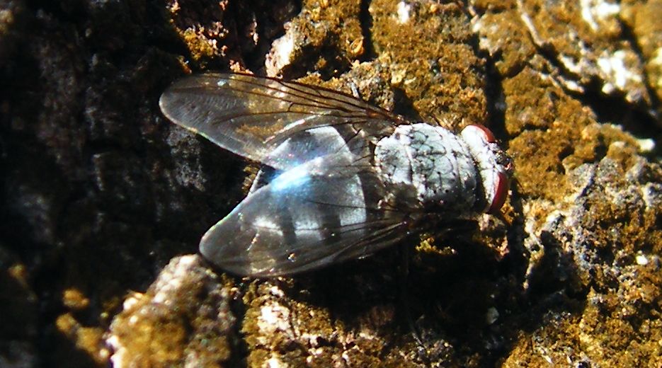 Riflessi blu:Calliphora