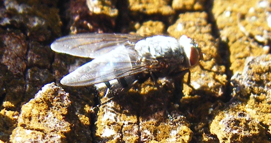 Riflessi blu:Calliphora