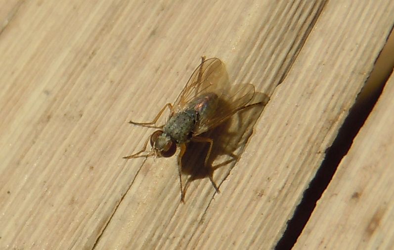 Dittero lago D''Averno2