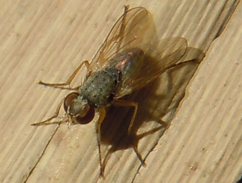 Dittero lago D''Averno2