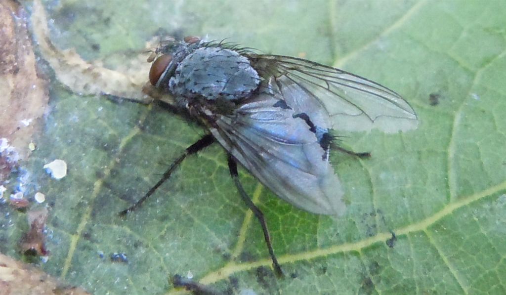 Calliphora vicina (Calliphoridae)