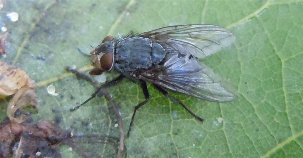Calliphora vicina (Calliphoridae)